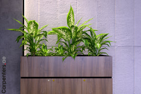 FACE Mid-height filing cabinet with Planter